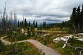 Meadows in the Sky - Mount Revelstoke Nationalpark - Kanada