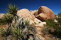 Joshua Tree Nationalpark - USA