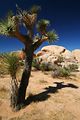 White Tank - Joshua Tree Nationalpark - USA