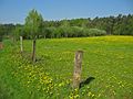 Bei der großen Aue, Frühling 2011