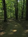 Im Wald, Frühling 2011