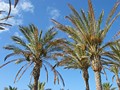 Palmen