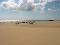 Sanddünen bei Corralejo