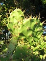 Kaktus bei Jandia