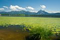 Westlicher Hopfensee