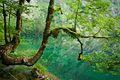 Obersee