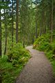 Weg durch den Wald am Eibsee