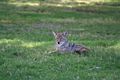 Coyote