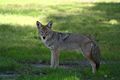 Coyote