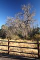 Yavapai Point