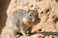 Squirrel am Powell Point