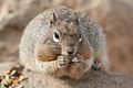 Squirrel am Powell Point