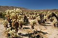 Cholla Cactus Garden