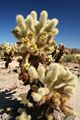 Cholla Cactus Garden