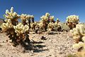 Cholla Cactus Garden