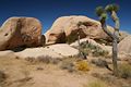 Joshua Tree Nationalpark