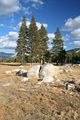 Tuolumne Meadows