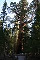 Sequoia in Mariposa Grove
