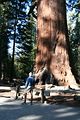 Sequoia in Mariposa Grove