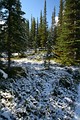 Trail zum Peyto Lake