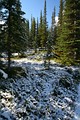 Trail zum Peyto Lake