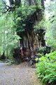 Big Cedar Tree