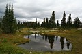 Mount Revelstoke Nationalpark - Meadows in the Sky