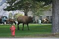 Mammoth Hot Springs - beim Visitor Center