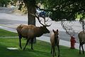 Mammoth Hot Springs - beim Visitor Center