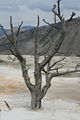 Mammoth Hot Springs - Lower Terraces Area