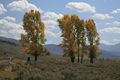 Lamar Valley