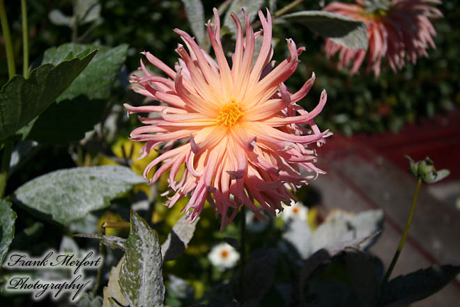 Blume