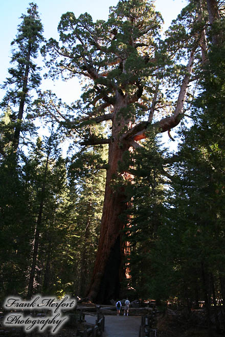 Riesen Sequoia