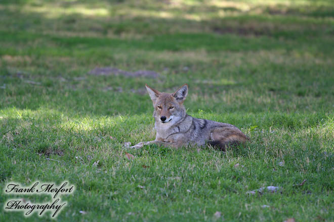 Coyote