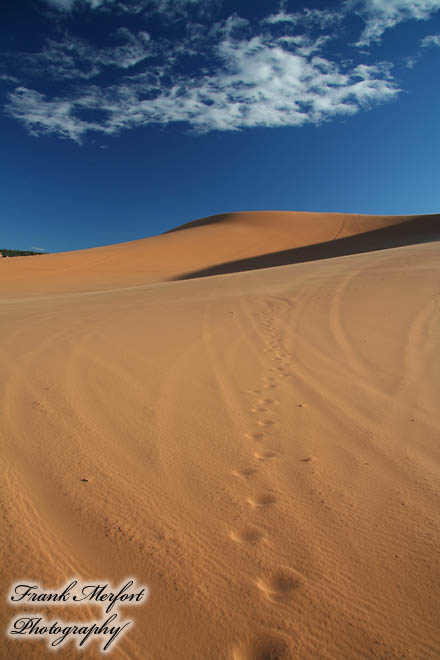 Coral Pink Sand Dunes