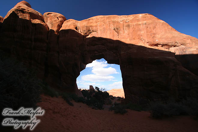 Pine Tree Arch