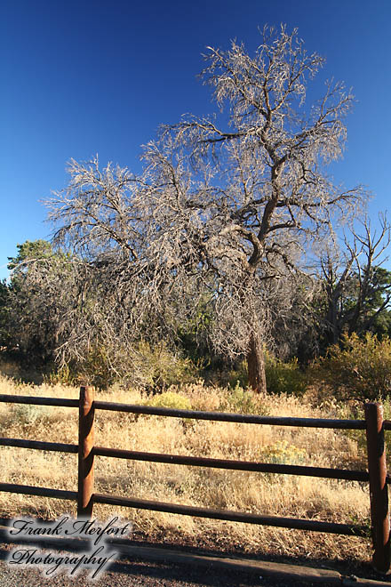 Yavapai Point