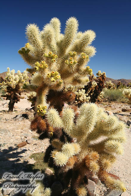 Cholla Cactus Garden