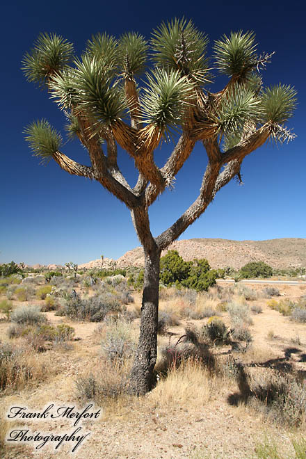 Ryan Mountain Trailhead