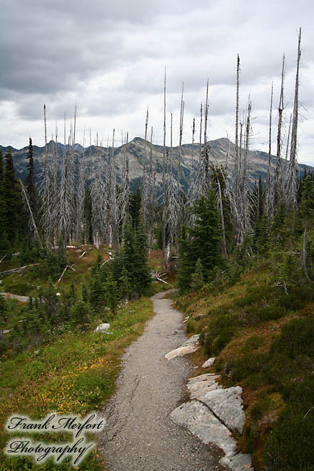 Meadows in the Sky Trail