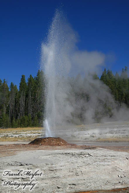 Pink Cone Geyser