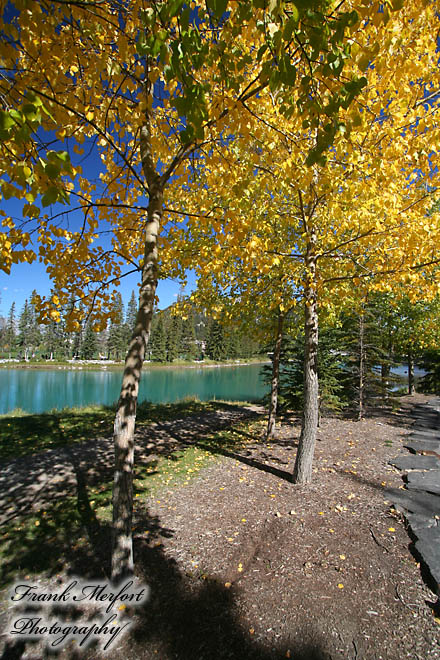 Herbstlich gefärbte Bäume am Bow River in Banff